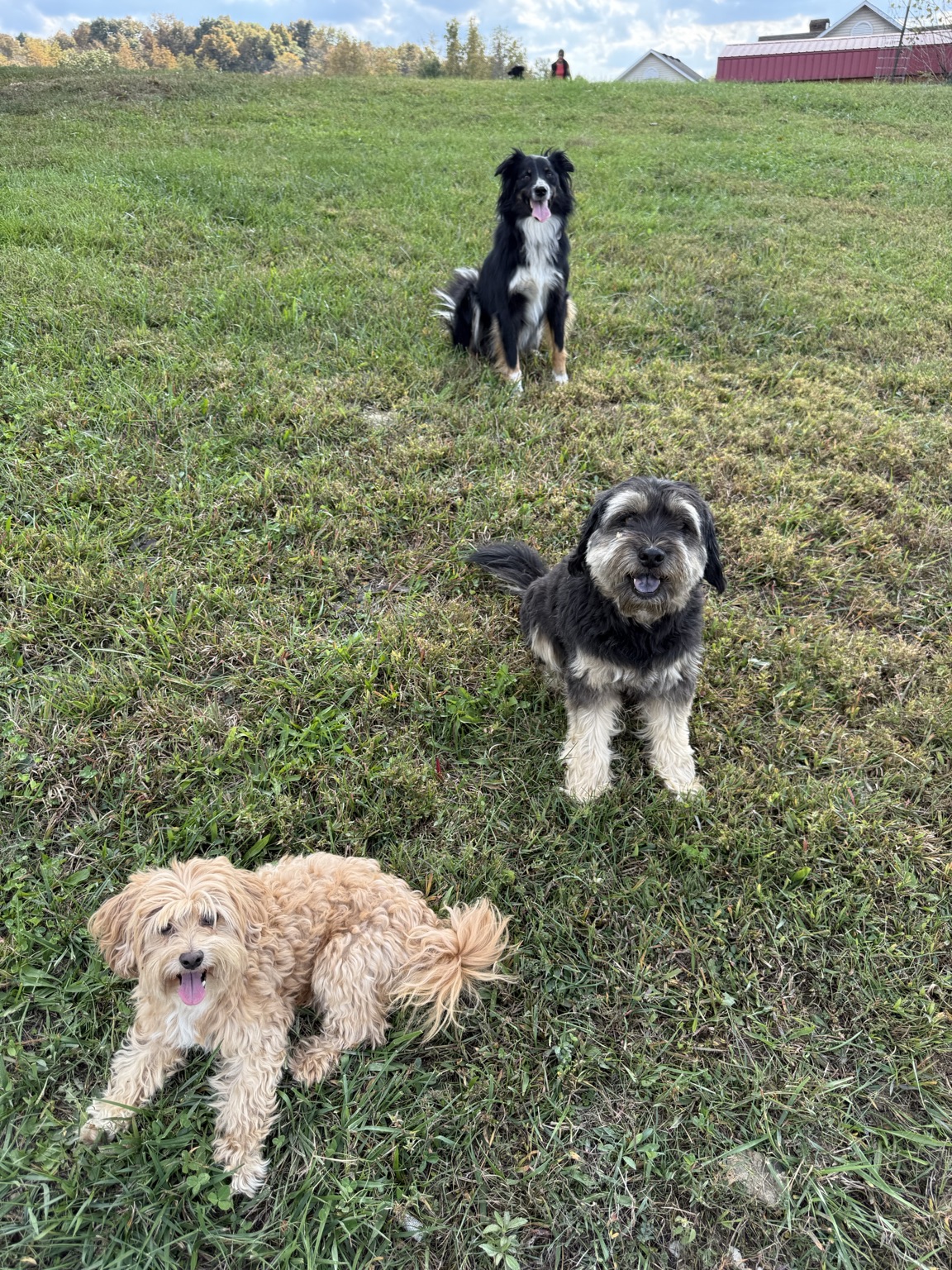 JMJ Farms dog