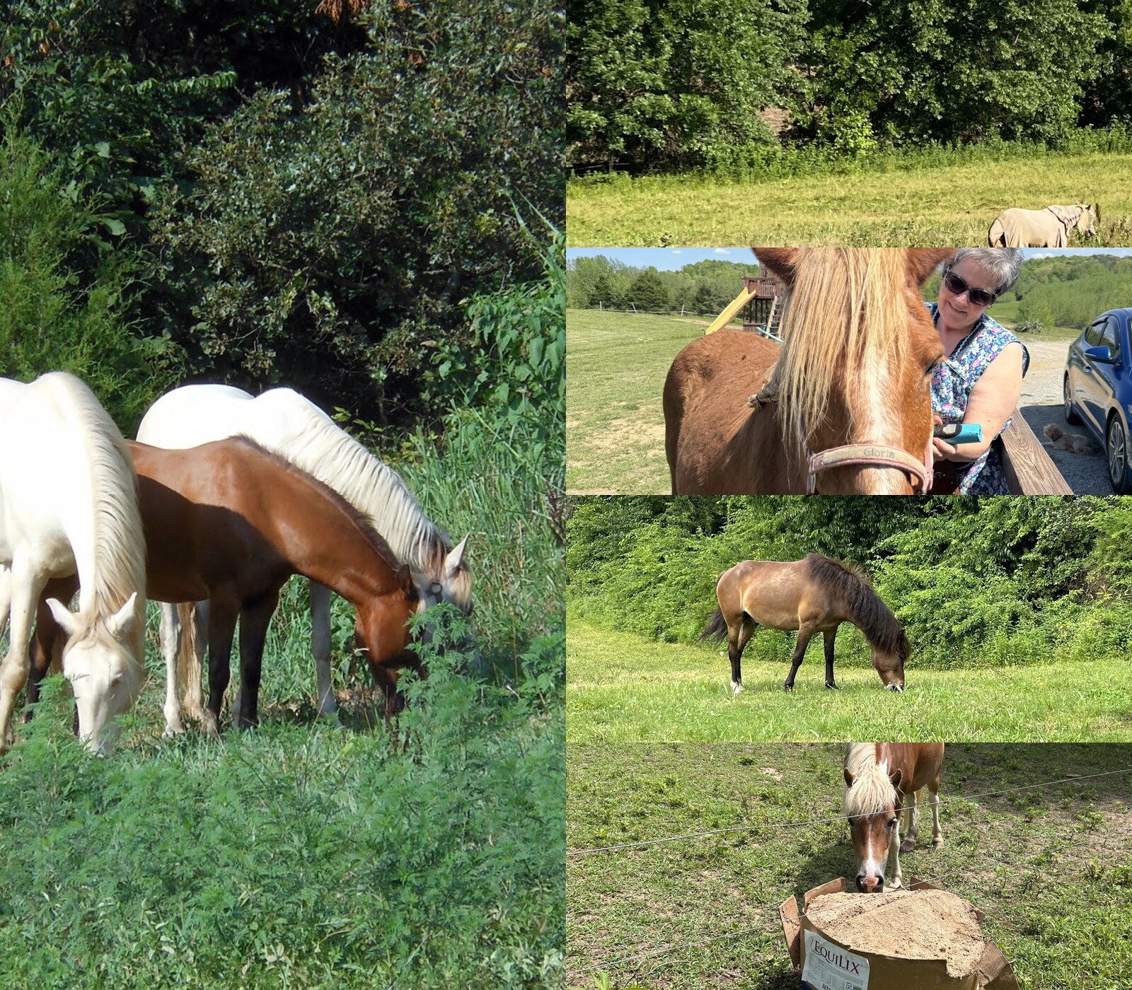 Pasture boarding, horses and nutritional supplements at JMJ Farms