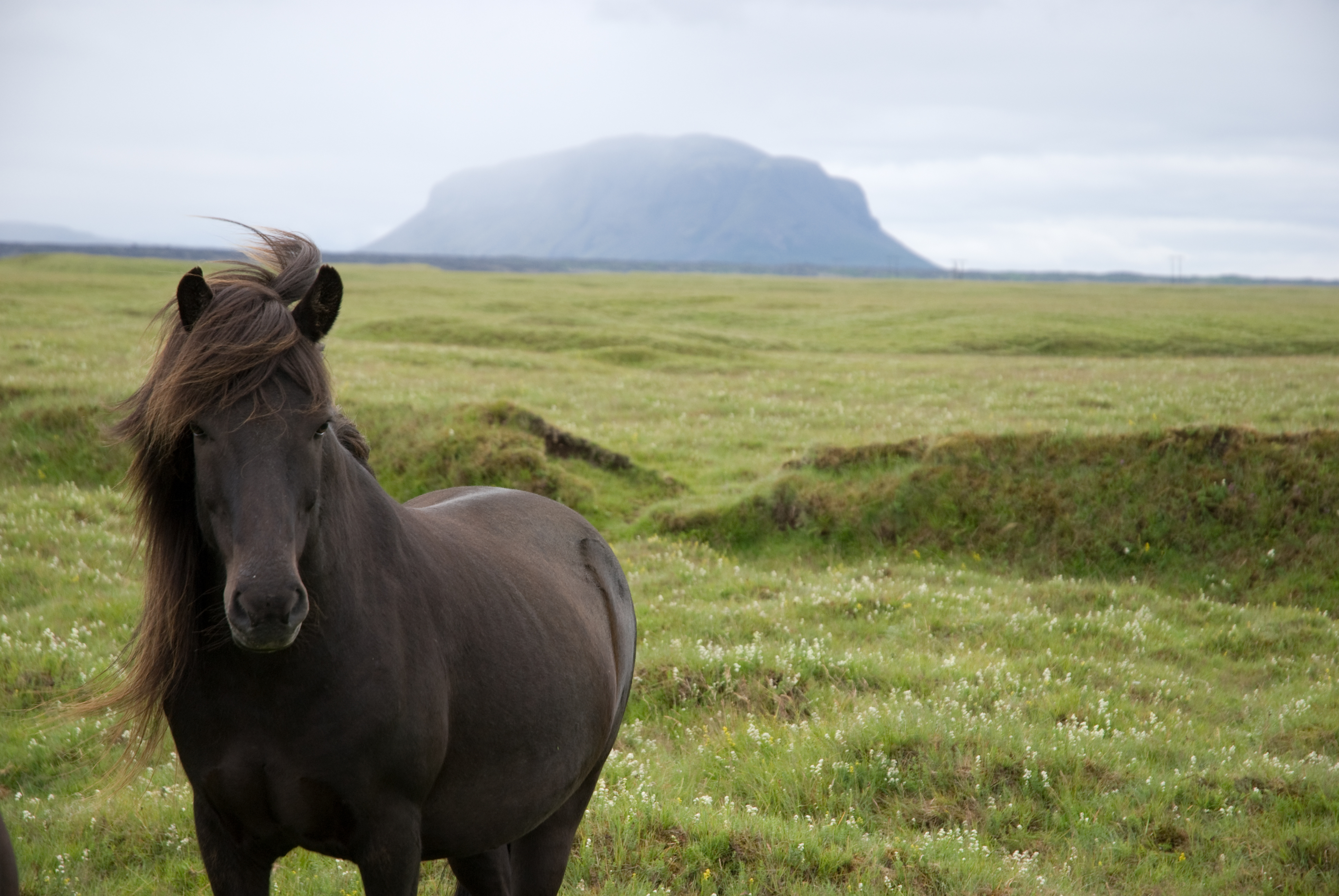An Icelandic horse in a grassy Iceland landscape with a mountain in the background