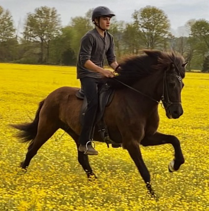 A rider on a powerful dark Icelandic horse moving through a field of yellow flowers
